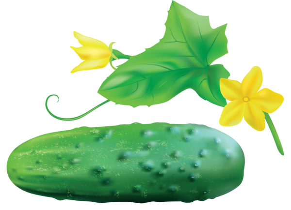 Огурец для детей