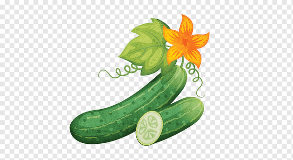 Огурец рисунок