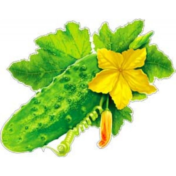 Огурец для дошкольников