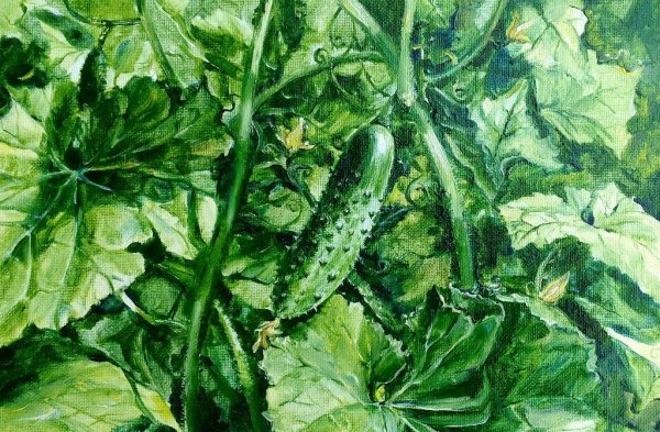 Огурец сиккимский