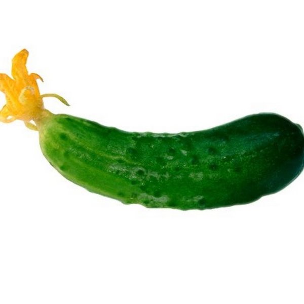 Огурец для детского сада