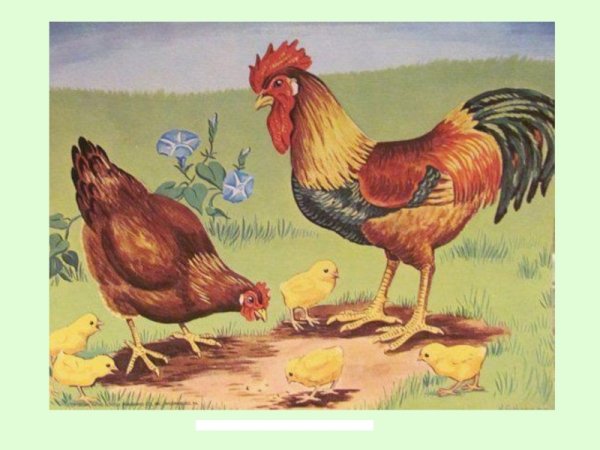 Петух курица цыпленок