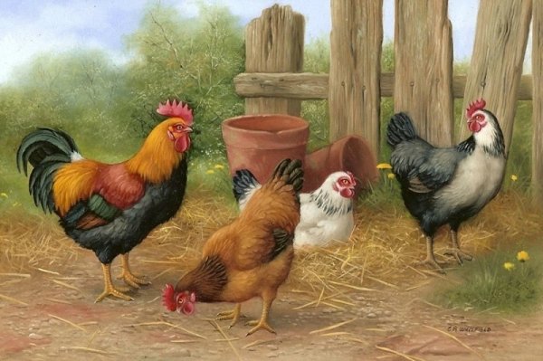 Курица и петух