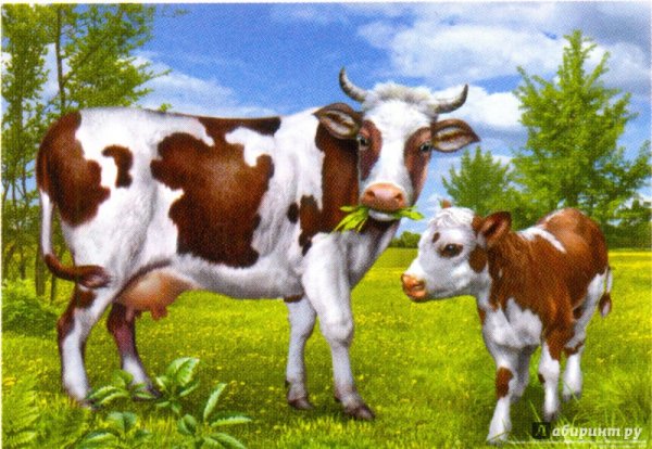 Домашние животные корова