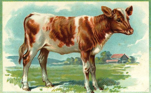 Корова для детского сада