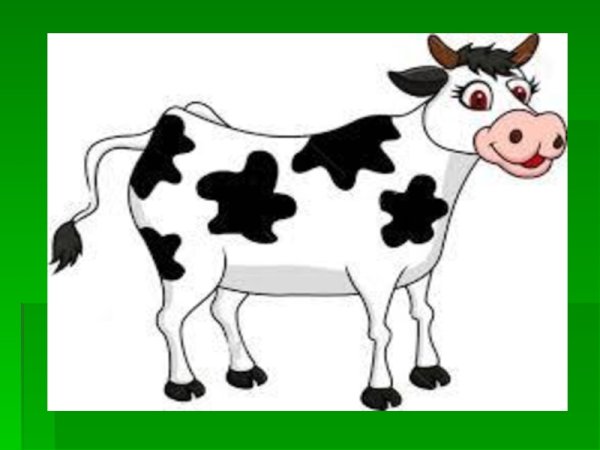 Корова без хвоста