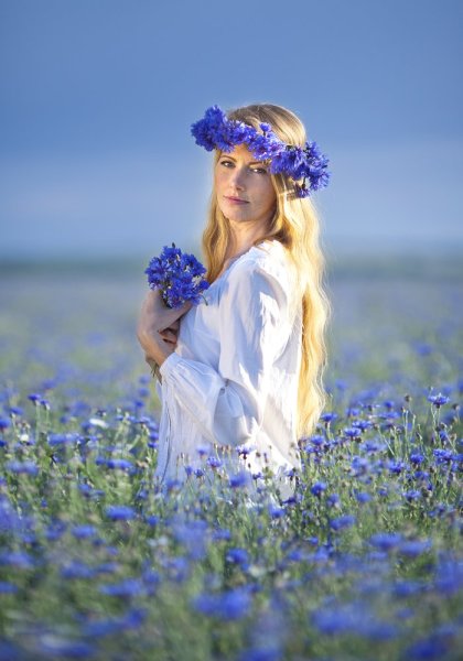 Васильковое поле