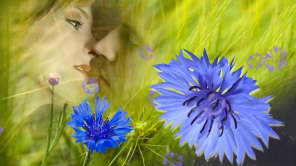 Васильки глаза