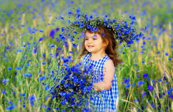 Ирина Ковальчук Васильковое поле