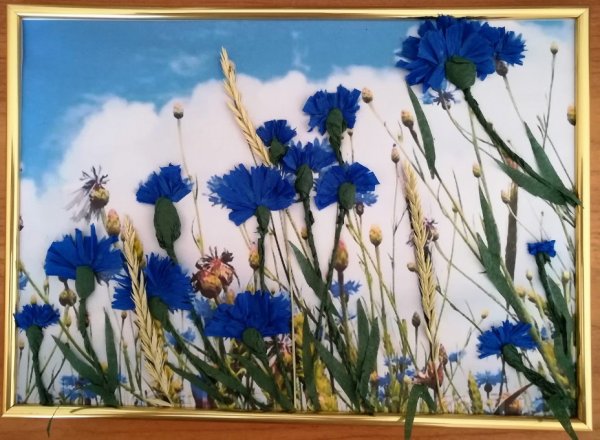 Пэчворк поле с васильками