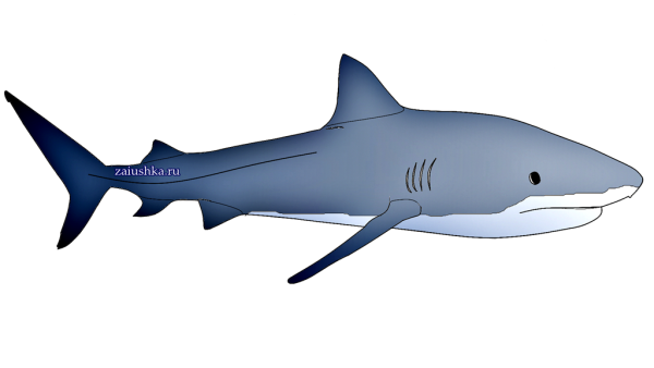 Акула для дошкольников