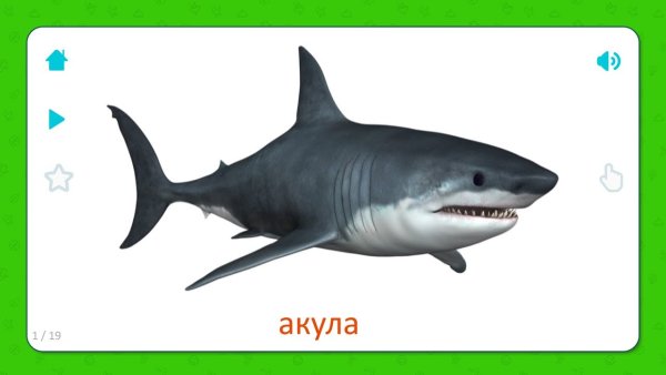 Акула на белом фоне