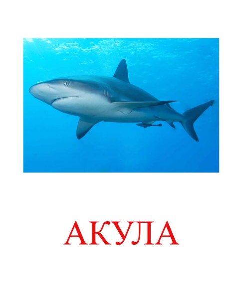 Морские обитатели с названиями для детей