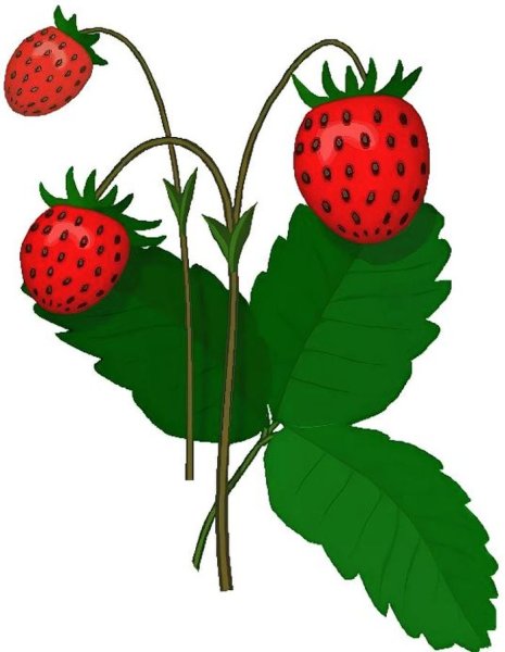 Земляника рисунок