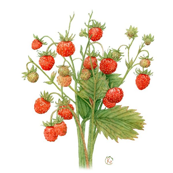 Земляника Лесная