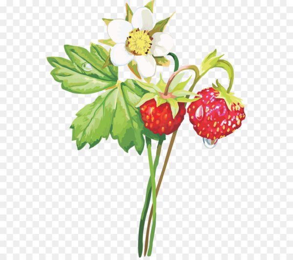 Куст клубники вектор