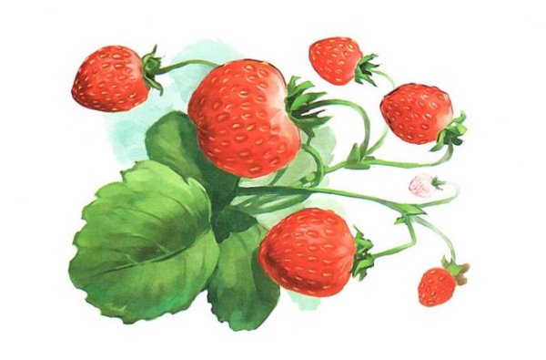 Ягоды картинки для детей