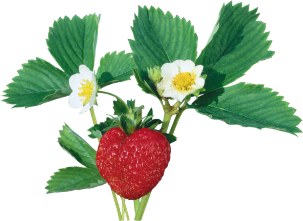 Земляника Лесная куст