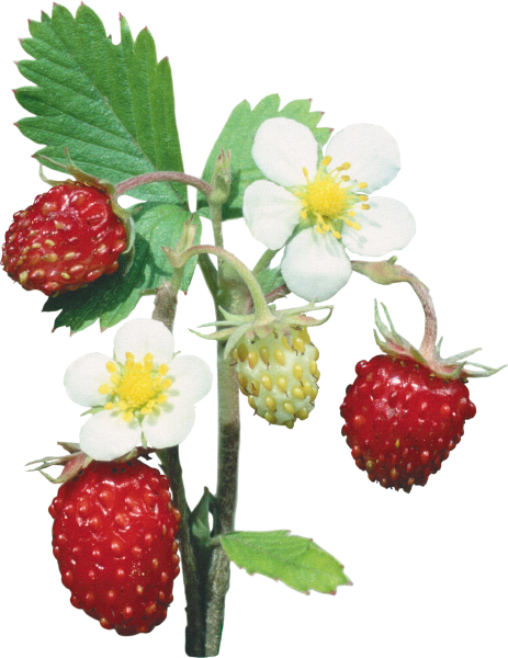 Веточка земляники