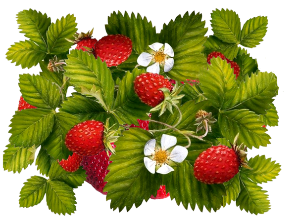 Земляника Лесная