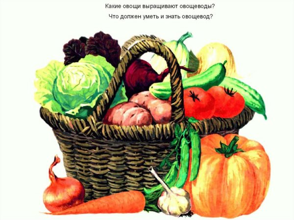 Овощи иллюстрация