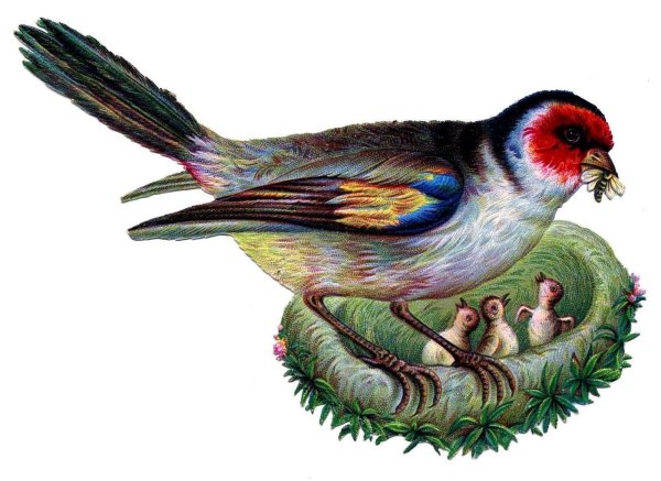 Изображение птиц для детей