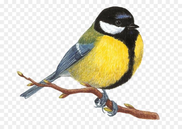 Зимующие птицы синица для детей