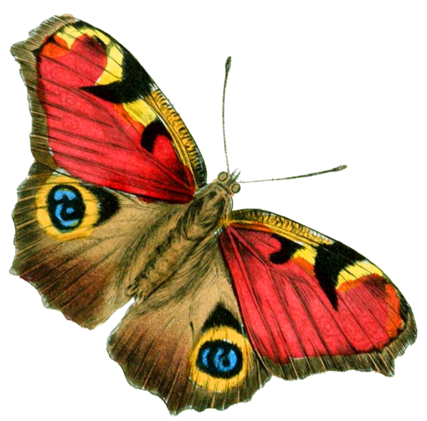 Бабочки картинки