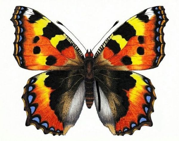 Бабочка крапивница