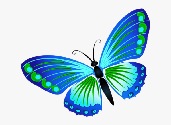 Бабочки для презентации на прозрачном фоне