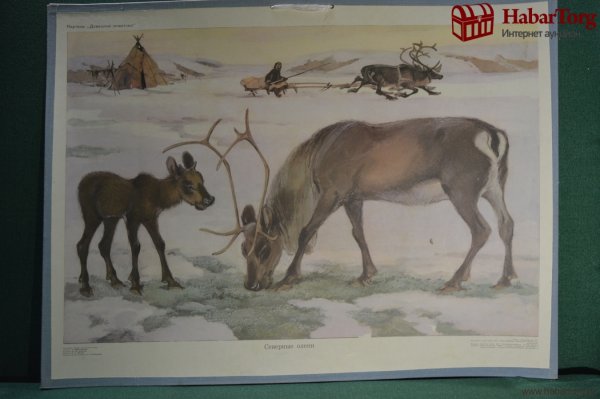 Северные олени картина Ушакова