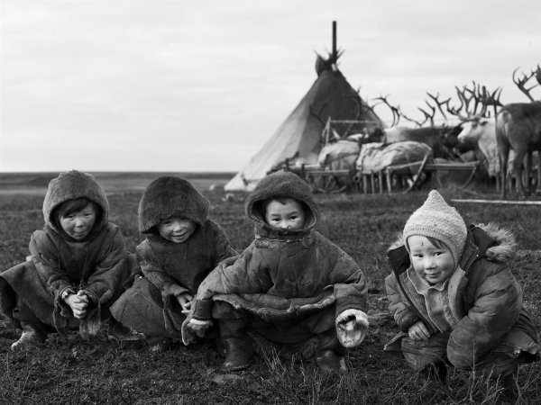 Северная олениха тундра художник