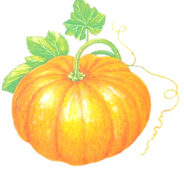 Тыква для детей