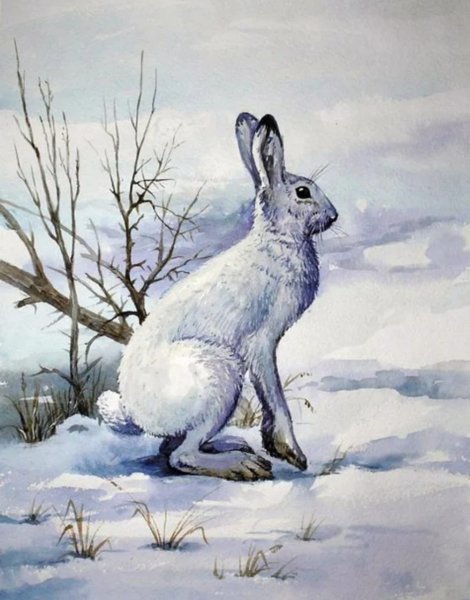 Комаров Алексей Никанорович заяц Беляк