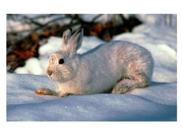 Животные Байкала. Заяц Беляк