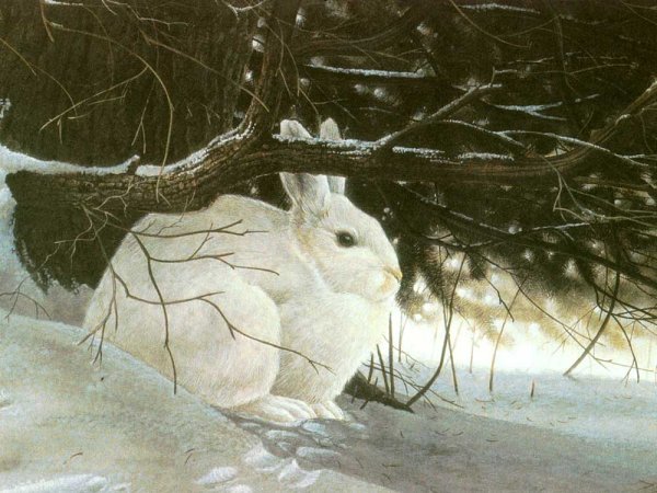 Заяц под кустом зимой