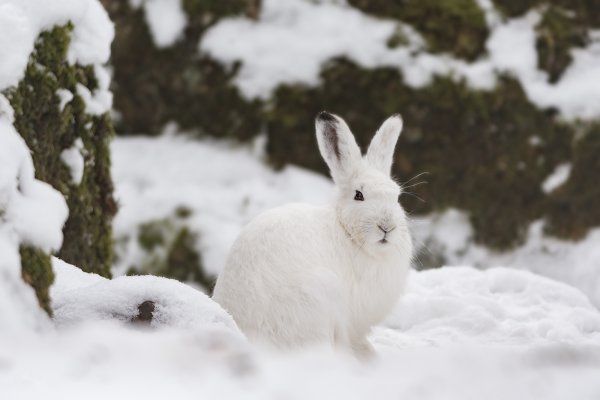 Заяц Беляк зима лес