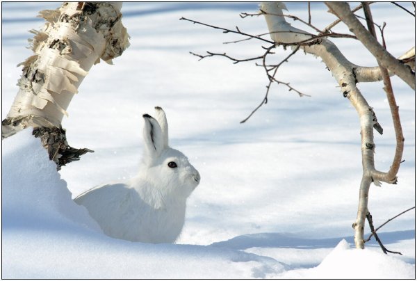 Заяц зимой