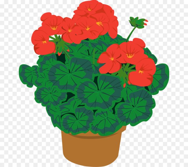 Комнатные цветы герань, бегония,