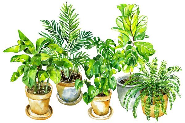 Комнатные растения на белом фоне