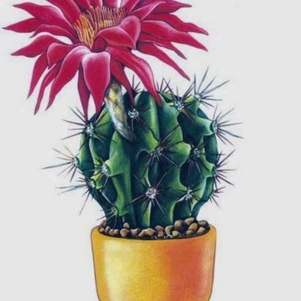 Кактус цветными карандашами