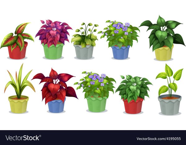 Фон комнатные растения в детском саду