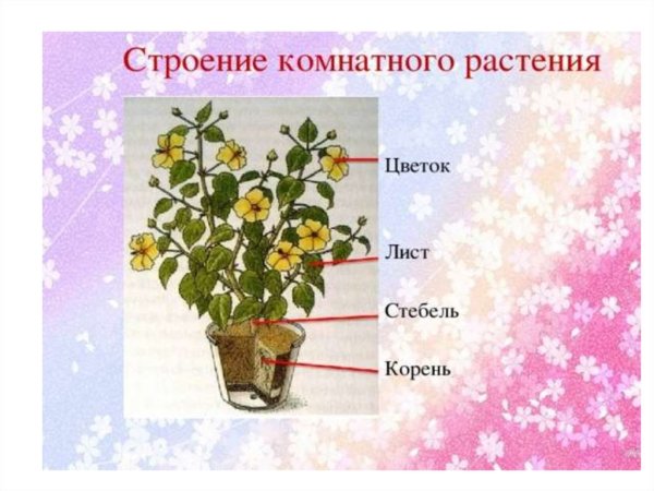 Строение комнатного цветка