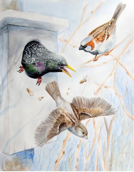 Скворец в живописи