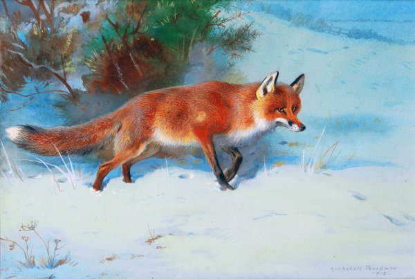 Лиса картинка для детей