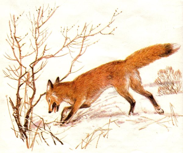 Художник .Бонни Маррис (Bonnie Marris)