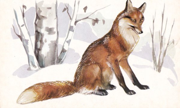 Бианки лиса в лесу