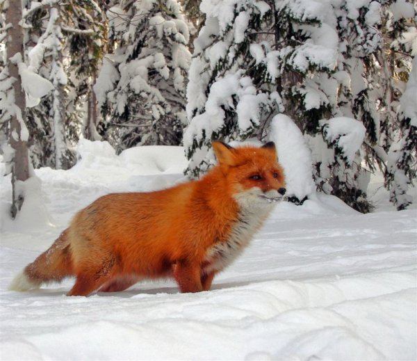 Лиса в зимней шубке