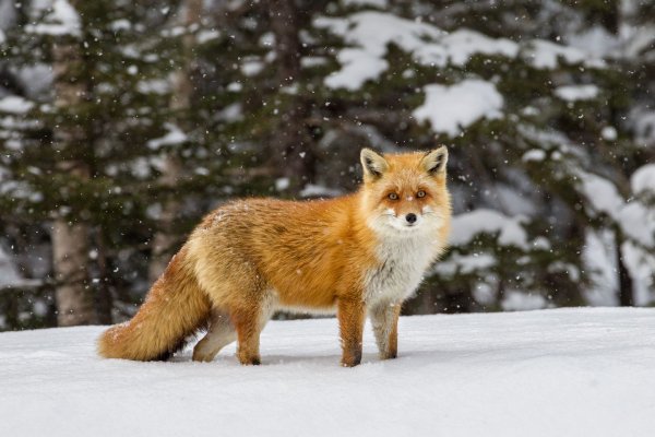 Дикие животные зимой для детей