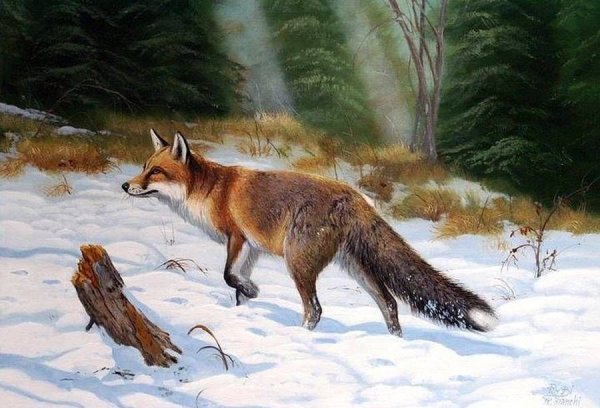 Нора лисы Лисья Нора зимой